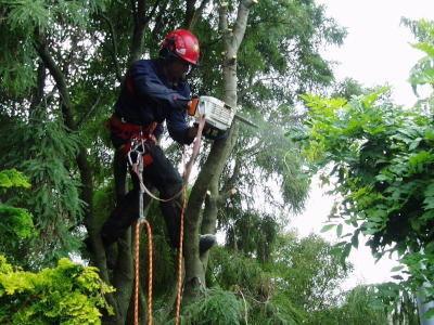 Al Dalmer Tree Services